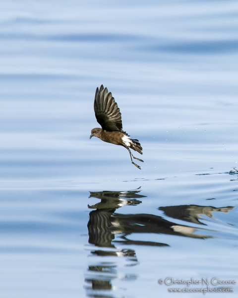 Wilson’s Storm-Petrel