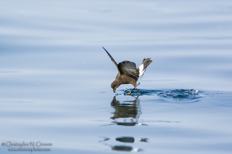 Wilson’s Storm-Petrel