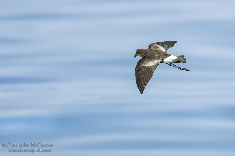 Wilson’s Storm-Petrel