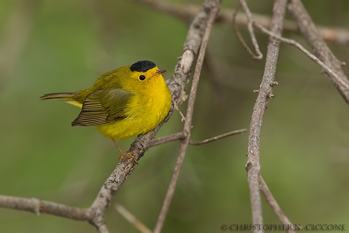 Wilson’s Warbler