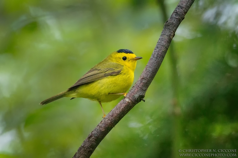 Wilson’s Warbler