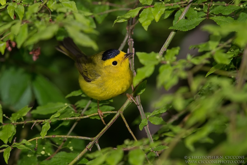 Wilson’s Warbler