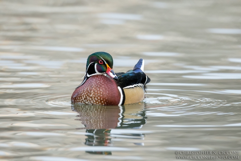 Wood Duck