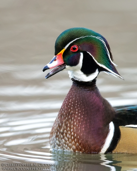 Wood Duck