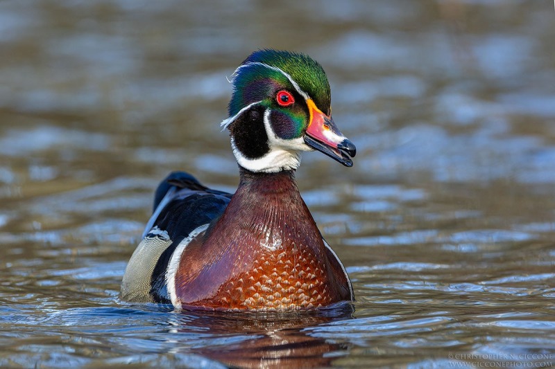 Wood Duck