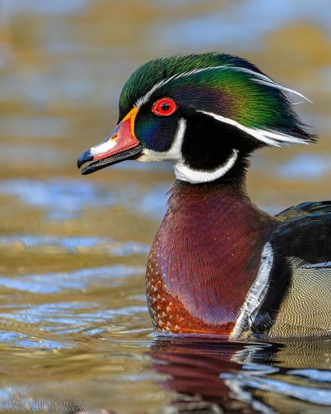 Wood Duck