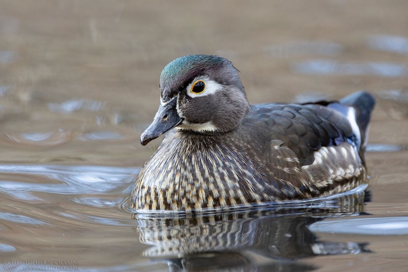 Wood Duck