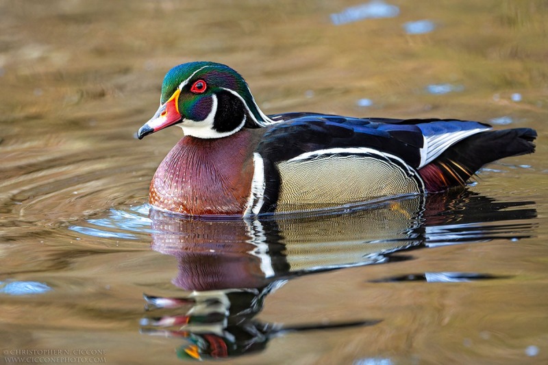 Wood Duck