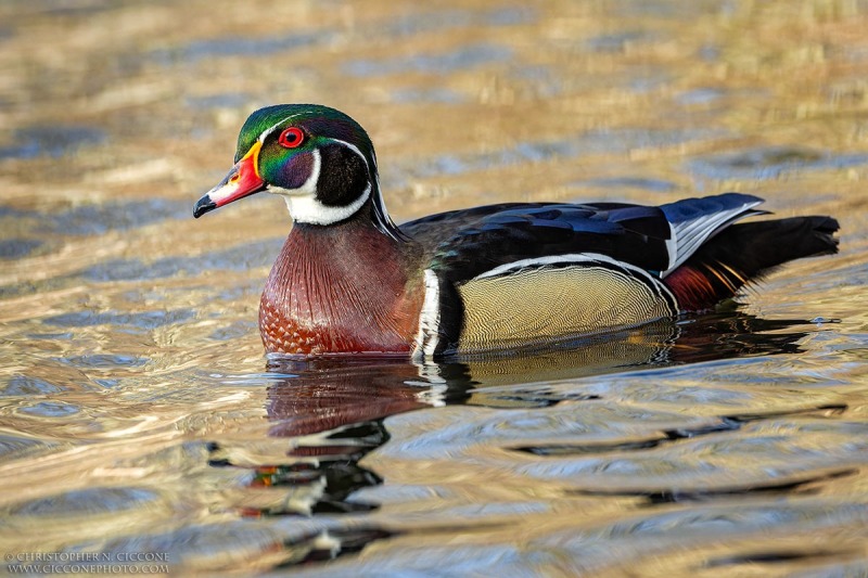 Wood Duck