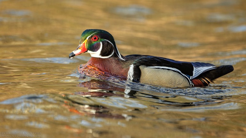 Wood Duck