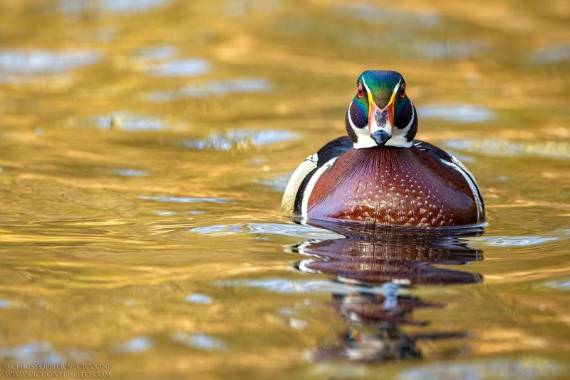 Wood Duck