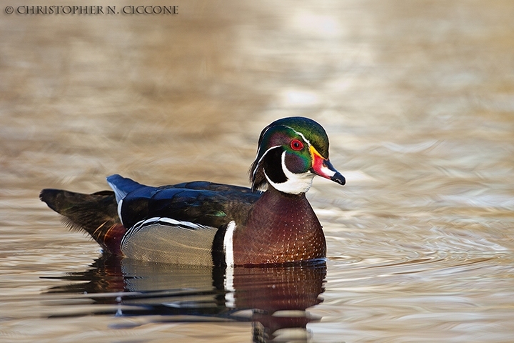 Wood Duck