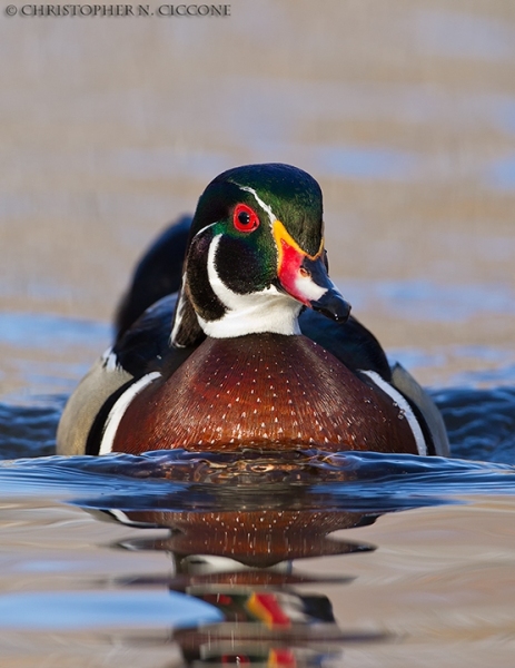 Wood Duck