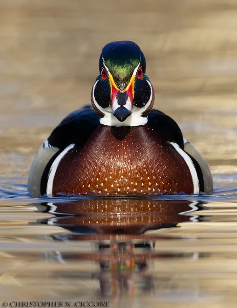 Wood Duck