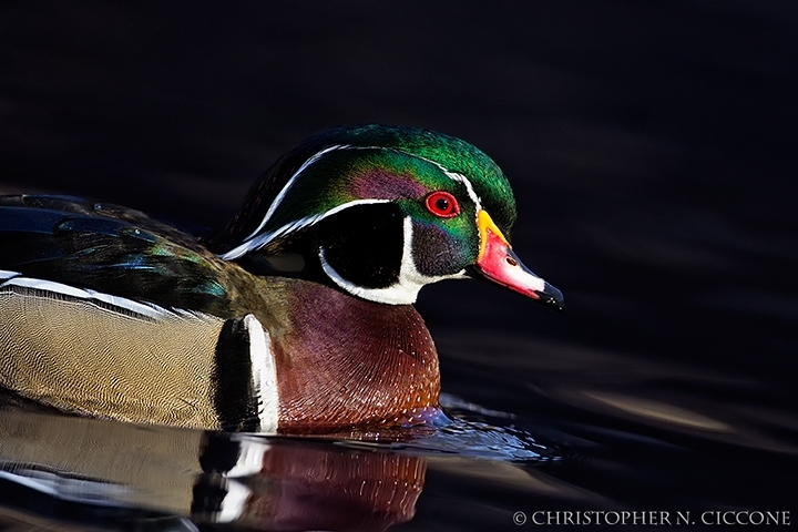 Wood Duck