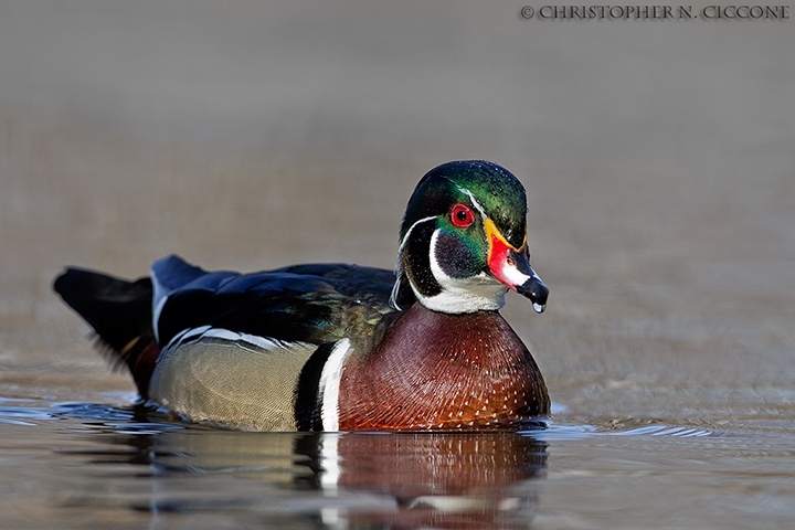 Wood Duck