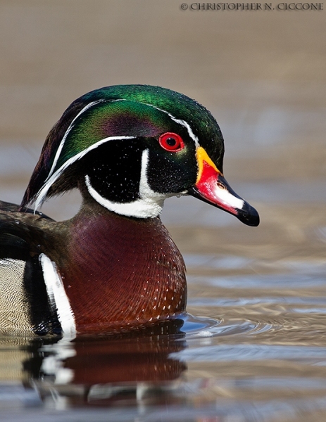 Wood Duck