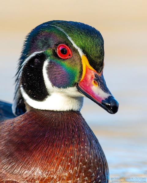 Wood Duck