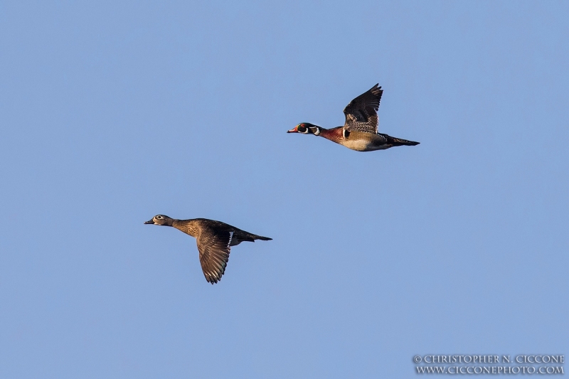 Wood Duck