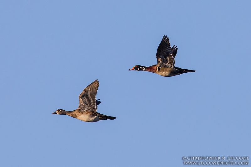 Wood Duck