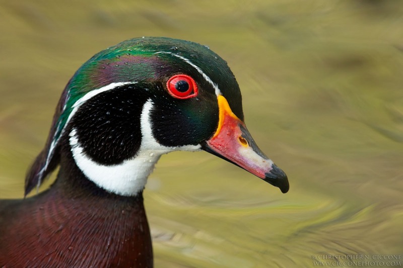 Wood Duck