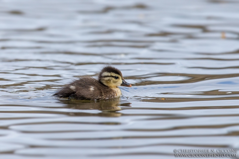 Wood Duck