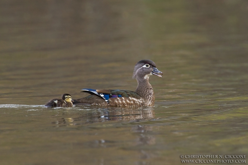 Wood Duck