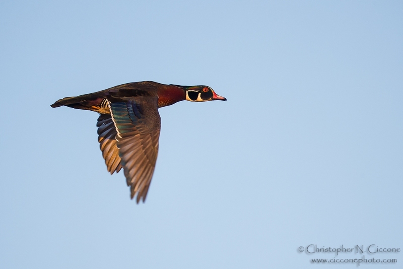 Wood Duck