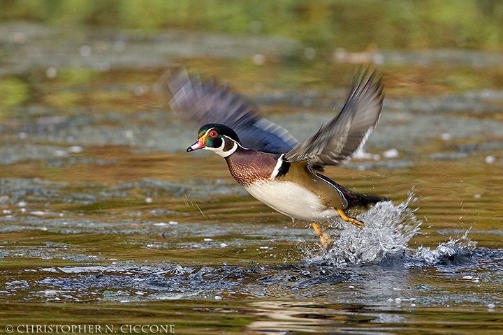 Wood Duck