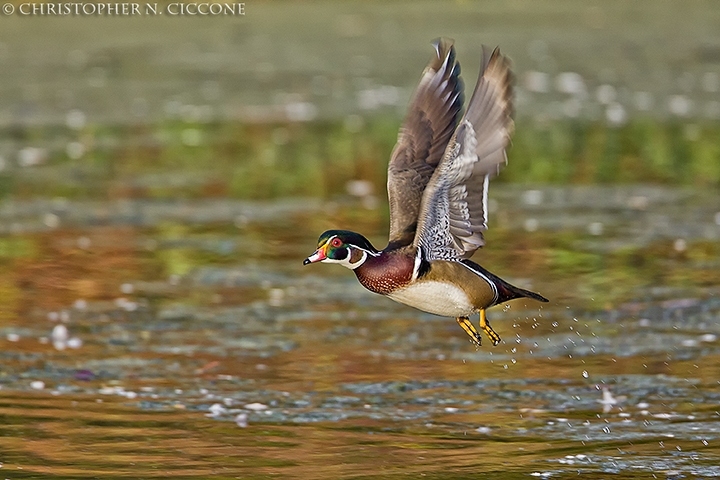 Wood Duck