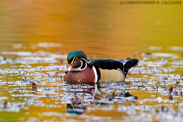 Wood Duck