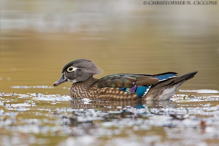 Wood Duck