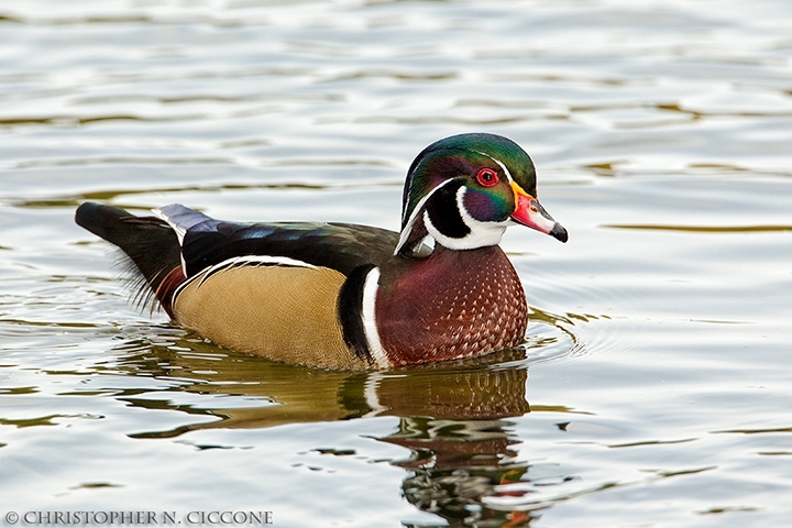 Wood Duck