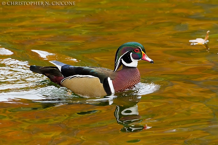 Wood Duck