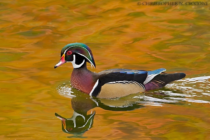 Wood Duck