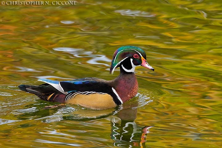 Wood Duck