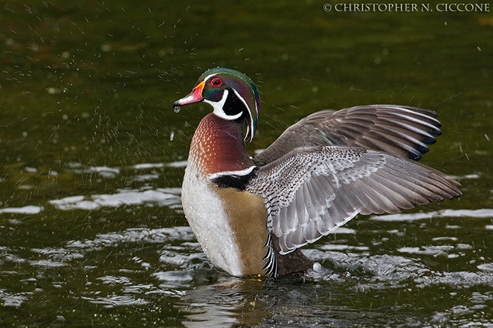 Wood Duck