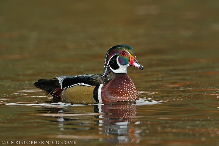 Wood Duck