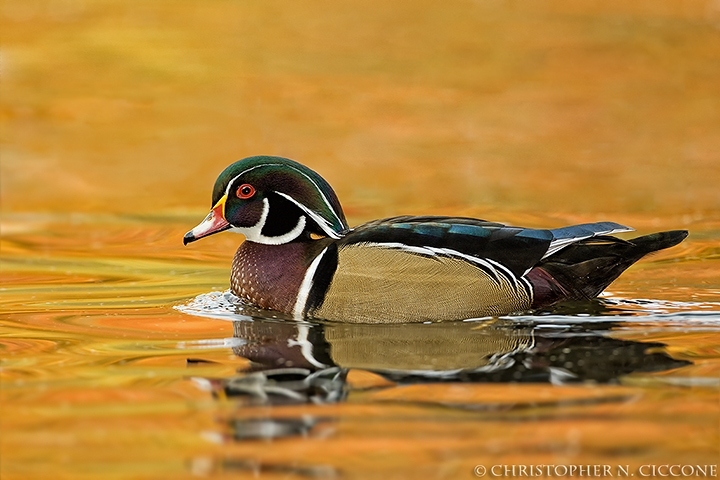 Wood Duck