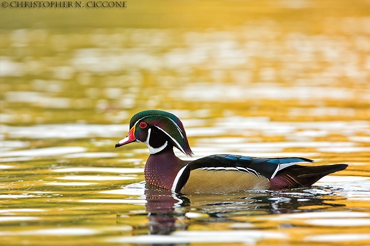 Wood Duck