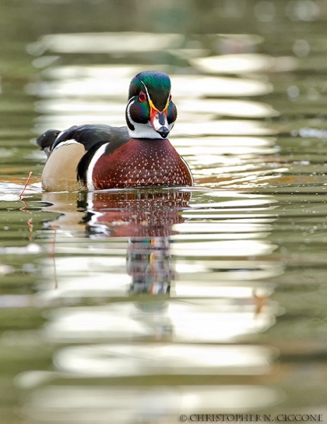 Wood Duck