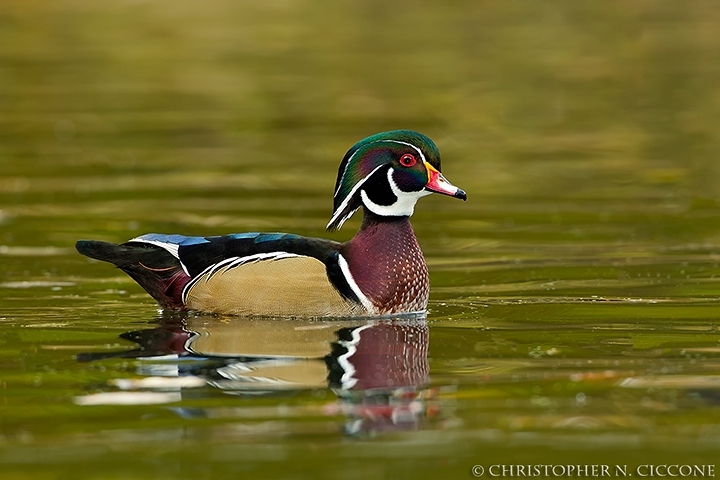 Wood Duck