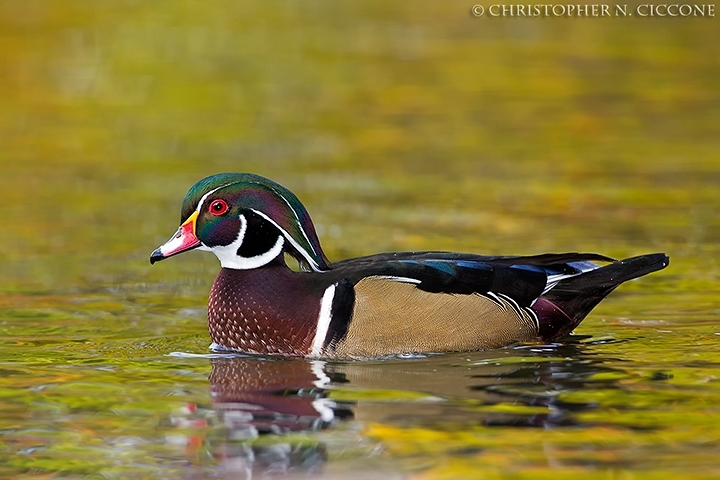 Wood Duck