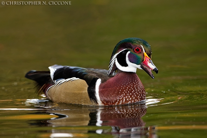 Wood Duck