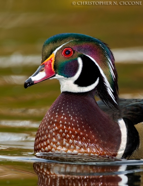 Wood Duck