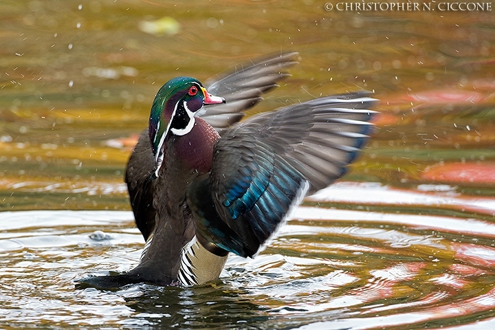 Wood Duck