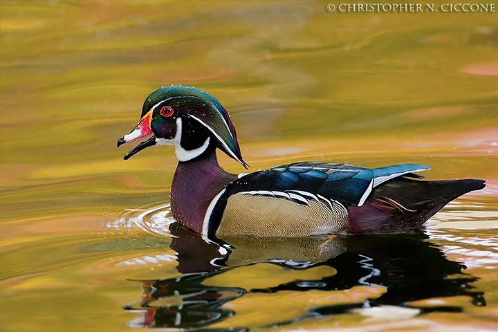 Wood Duck