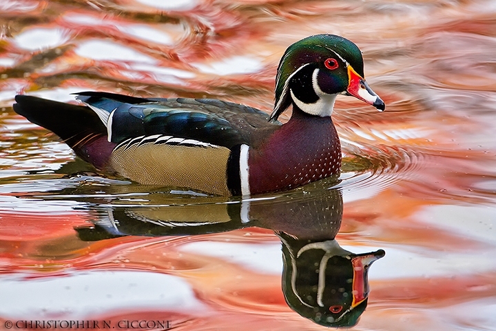 Wood Duck