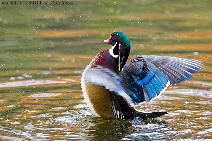 Wood Duck