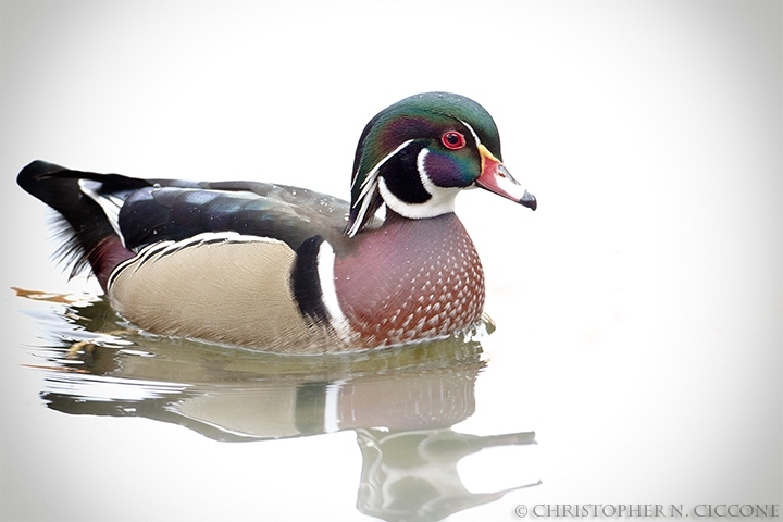 Wood Duck